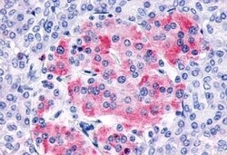 Invitrogen FZD8 Polyclonal Antibody 50 &mu;g; Unconjugated:Antibodies,