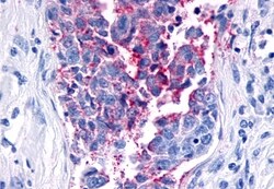 Invitrogen FZD8 Polyclonal Antibody 50 &mu;g; Unconjugated:Antibodies,