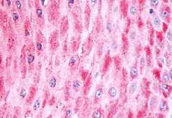 Invitrogen FZD8 Polyclonal Antibody 50 &mu;g; Unconjugated:Antibodies,