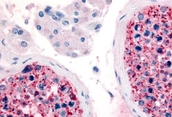 Invitrogen FZD9 Polyclonal Antibody 50 &mu;g; Unconjugated:Antibodies,