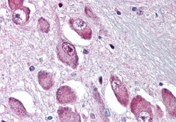 Invitrogen GABRA3 Polyclonal Antibody 50 μg; Unconjugated:Antibodies,