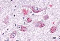Invitrogen GALR1 Polyclonal Antibody 50 μg; Unconjugated:Antibodies,