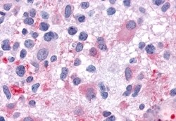 Invitrogen GALR1 Polyclonal Antibody 50 μg; Unconjugated:Antibodies,