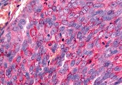 Invitrogen GALR2 Polyclonal Antibody 50 &mu;g; Unconjugated:Antibodies,