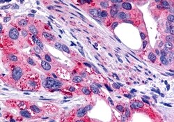 Invitrogen GALR2 Polyclonal Antibody 50 &mu;g; Unconjugated:Antibodies,