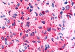 Invitrogen GALR2 Polyclonal Antibody 50 &mu;g; Unconjugated:Antibodies,