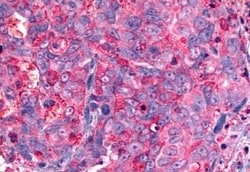 Invitrogen GALR2 Polyclonal Antibody 50 &mu;g; Unconjugated:Antibodies,