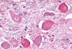 Invitrogen GALR2 Polyclonal Antibody 50 &mu;g; Unconjugated:Antibodies,