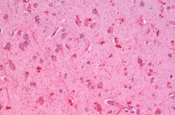 Invitrogen GLP1R Polyclonal Antibody 50 μg; Unconjugated:Antibodies,