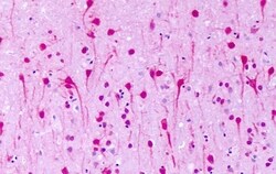 Invitrogen GPR1 Polyclonal Antibody 50 &mu;g; Unconjugated:Antibodies,