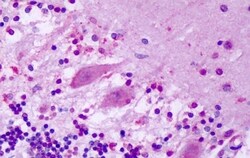 Invitrogen GPR1 Polyclonal Antibody 50 &mu;g; Unconjugated:Antibodies,