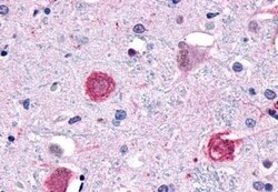 Invitrogen GPR1 Polyclonal Antibody 50 &mu;g; Unconjugated:Antibodies,