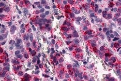 Invitrogen GPR1 Polyclonal Antibody 50 &mu;g; Unconjugated:Antibodies,