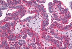 Invitrogen GPR1 Polyclonal Antibody 50 &mu;g; Unconjugated:Antibodies,