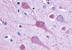 Invitrogen GPR1 Polyclonal Antibody 50 &mu;g; Unconjugated:Antibodies,