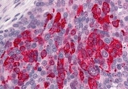 Invitrogen GPR1 Polyclonal Antibody 50 &mu;g; Unconjugated:Antibodies,