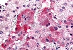Invitrogen GPR108 Polyclonal Antibody 50 &mu;g; Unconjugated:Antibodies,