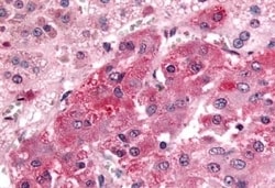 Invitrogen GPR108 Polyclonal Antibody 50 &mu;g; Unconjugated:Antibodies,