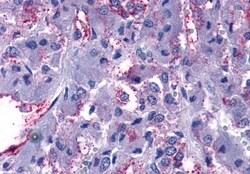 Invitrogen GPR108 Polyclonal Antibody 50 &mu;g; Unconjugated:Antibodies,