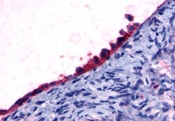 Invitrogen GPR108 Polyclonal Antibody 50 &mu;g; Unconjugated:Antibodies,