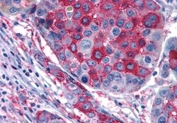 Invitrogen GPR108 Polyclonal Antibody 50 &mu;g; Unconjugated:Antibodies,
