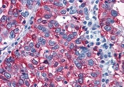 Invitrogen GPR108 Polyclonal Antibody 50 &mu;g; Unconjugated:Antibodies,