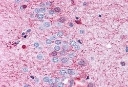 Invitrogen GPR108 Polyclonal Antibody 50 &mu;g; Unconjugated:Antibodies,