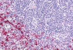 Invitrogen GPR109B Polyclonal Antibody 50 &mu;g; Unconjugated:Antibodies,