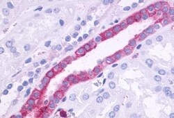 Invitrogen GPR110 Polyclonal Antibody 50 &mu;g; Unconjugated:Antibodies,