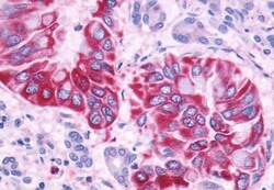 Invitrogen GPR110 Polyclonal Antibody 50 &mu;g; Unconjugated:Antibodies,