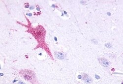 Invitrogen GPR110 Polyclonal Antibody 50 &mu;g; Unconjugated:Antibodies,