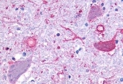 Invitrogen GPR110 Polyclonal Antibody 50 &mu;g; Unconjugated:Antibodies,