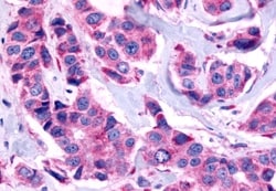 Invitrogen GPR115 Polyclonal Antibody 50 &mu;g; Unconjugated:Antibodies,