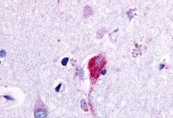 Invitrogen GPR115 Polyclonal Antibody 50 &mu;g; Unconjugated:Antibodies,