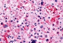 Invitrogen GPR115 Polyclonal Antibody 50 &mu;g; Unconjugated:Antibodies,