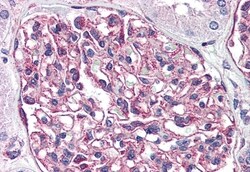 Invitrogen GPR116 Polyclonal Antibody 50 &mu;g; Unconjugated:Antibodies,