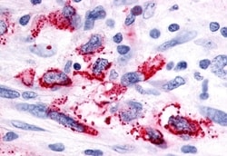 Invitrogen GPR116 Polyclonal Antibody 50 &mu;g; Unconjugated:Antibodies,