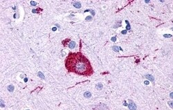 Invitrogen GPR116 Polyclonal Antibody 50 &mu;g; Unconjugated:Antibodies,