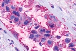 Invitrogen GPR116 Polyclonal Antibody 50 &mu;g; Unconjugated:Antibodies,
