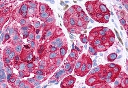 Invitrogen GPR116 Polyclonal Antibody 50 &mu;g; Unconjugated:Antibodies,