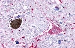 Invitrogen GPR116 Polyclonal Antibody 50 &mu;g; Unconjugated:Antibodies,