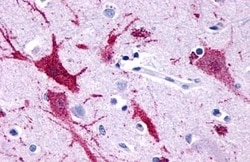 Invitrogen GPR116 Polyclonal Antibody 50 &mu;g; Unconjugated:Antibodies,