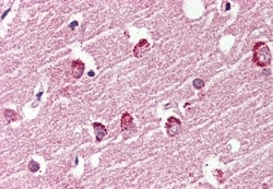 Invitrogen GPR119 Polyclonal Antibody 50 &mu;g; Unconjugated:Antibodies,