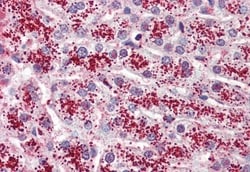 Invitrogen GPR119 Polyclonal Antibody 50 &mu;g; Unconjugated:Antibodies,