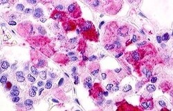 Invitrogen GPR12 Polyclonal Antibody 50 μg; Unconjugated:Antibodies,
