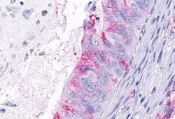 Invitrogen TEM5 Polyclonal Antibody 50 &mu;g; Unconjugated:Antibodies,