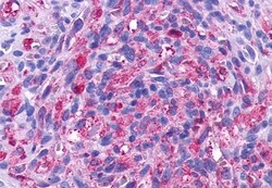 Invitrogen TEM5 Polyclonal Antibody 50 &mu;g; Unconjugated:Antibodies,