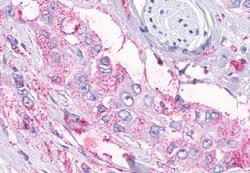 Invitrogen TEM5 Polyclonal Antibody 50 &mu;g; Unconjugated:Antibodies,