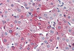 Invitrogen GPR126 Polyclonal Antibody 50 &mu;g; Unconjugated:Antibodies,
