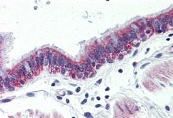Invitrogen GPR126 Polyclonal Antibody 50 &mu;g; Unconjugated:Antibodies,